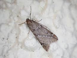 Attēlu rezultāti vaicājumam “Alsophila aescularia”