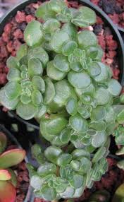 Image result for Aichryson