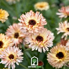 Attēlu rezultāti vaicājumam “Calendula officinalis”