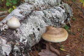 Attēlu rezultāti vaicājumam “Piptoporus betulinus”
