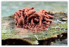 Attēlu rezultāti vaicājumam “Heterotrichia oerstedii (syn. Arcyria oerstedii) young”