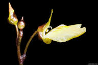 Attēlu rezultāti vaicājumam “Utricularia minor leaf”