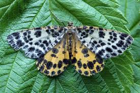 Attēlu rezultāti vaicājumam “Arichanna melanaria”