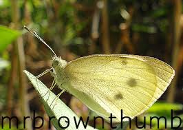 Attēlu rezultāti vaicājumam “Pieris rapae”