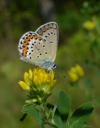 Attēlu rezultāti vaicājumam “Plebejus argus / Plebejus idas”