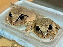 Image result for Bath Amphibians