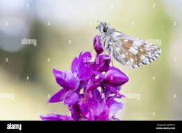 Attēlu rezultāti vaicājumam “Pyrgus serratulae”