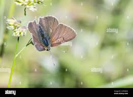 Attēlu rezultāti vaicājumam “Lycaena tityrus female”
