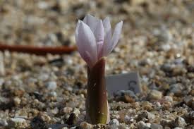 Attēlu rezultāti vaicājumam “Colchicum szovitsii subsp. szovitsii”
