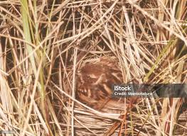 Attēlu rezultāti vaicājumam “Emberiza schoeniclus nest”
