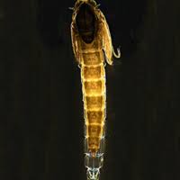 Attēlu rezultāti vaicājumam “Orthosia munda larva”