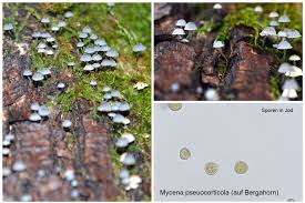 Attēlu rezultāti vaicājumam “Mycena pseudocorticola”