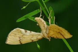 Attēlu rezultāti vaicājumam “Eulithis pyraliata”