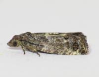 Attēlu rezultāti vaicājumam “Spilonota ocellana”