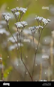 Attēlu rezultāti vaicājumam “Gypsophila fastigiata bud”