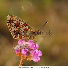 Attēlu rezultāti vaicājumam “Clossiana selene”