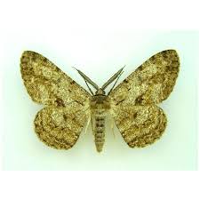 Attēlu rezultāti vaicājumam “Hepialus lupulinus”