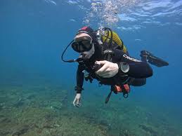 Image result for Canary Divers