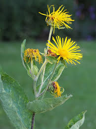 Image result for Inula helenium