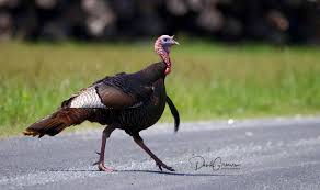 Attēlu rezultāti vaicājumam “Meleagris male”