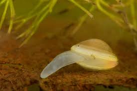 Attēlu rezultāti vaicājumam “Physarum bivalve young”