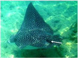 Image result for Aetobatus narinari