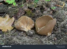 Attēlu rezultāti vaicājumam “Helvella acetabulum”