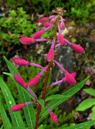 Attēlu rezultāti vaicājumam “Epilobium angustifolium leaf”