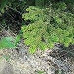 Attēlu rezultāti vaicājumam “Abies mariesii”