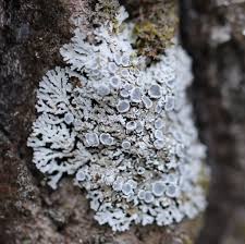 Attēlu rezultāti vaicājumam “Physconia distorta”