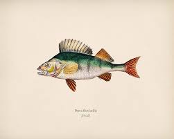 Attēlu rezultāti vaicājumam “Perca fluviatilis”