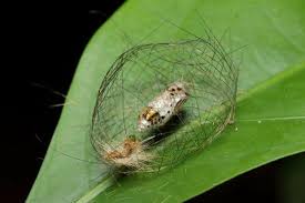 Attēlu rezultāti vaicājumam “Phylloneta cocoon”