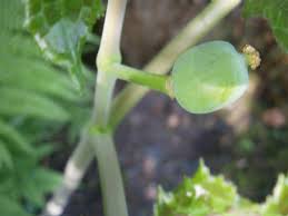 Attēlu rezultāti vaicājumam “Podophyllum hexandrum fruit”
