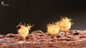 Attēlu rezultāti vaicājumam “Stemonaria irregularis young”