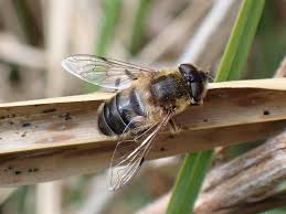 Attēlu rezultāti vaicājumam “Eristalis sp.”
