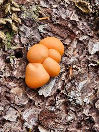 Attēlu rezultāti vaicājumam “Lycogala asperum macro”