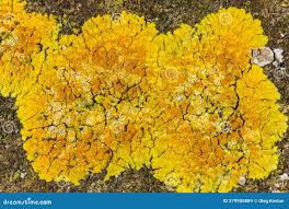 Attēlu rezultāti vaicājumam “Caloplaca saxicola”