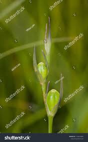 Attēlu rezultāti vaicājumam “Gladiolus imbricatus fruit”