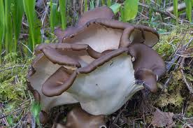 Attēlu rezultāti vaicājumam “Polyporus”