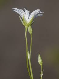 Attēlu rezultāti vaicājumam “Stellaria palustris leaf”