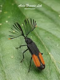 Attēlu rezultāti vaicājumam “Lycidae”