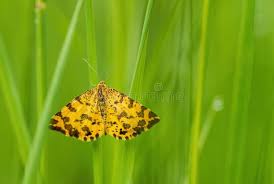 Attēlu rezultāti vaicājumam “Pseudopanthera macularia”