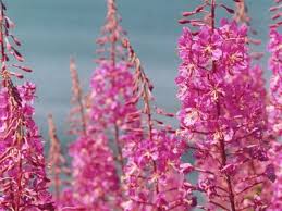 Attēlu rezultāti vaicājumam “Epilobium montanum flower”