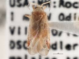 Attēlu rezultāti vaicājumam “Phytocoris sp.”