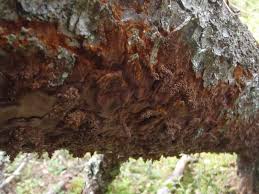 Attēlu rezultāti vaicājumam “Phellinus ferrugineofuscus”