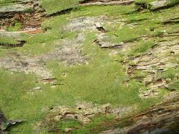 Attēlu rezultāti vaicājumam “Barbeyella minutissima”