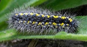 Attēlu rezultāti vaicājumam “Callimorpha dominula larva”