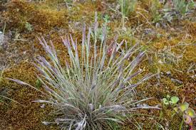 Attēlu rezultāti vaicājumam “Corynephorus canescens”