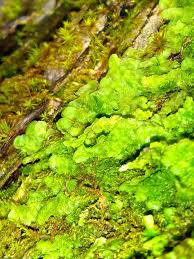 Attēlu rezultāti vaicājumam “Radula complanata”