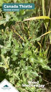 Attēlu rezultāti vaicājumam “Cirsium arvense leaf”